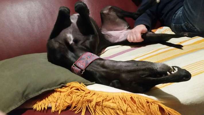 Windhunde - Treffen der besonderen Schönheiten
HERZLICH WILLKOMMEN-Beitrag-Bild