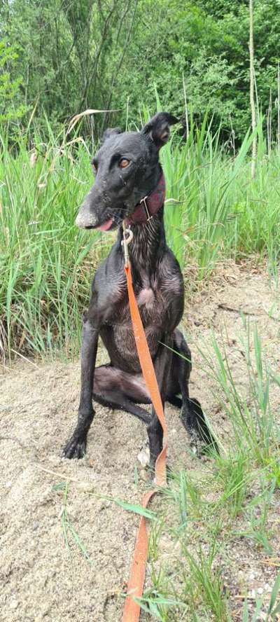 Windhunde - Treffen der besonderen Schönheiten
HERZLICH WILLKOMMEN-Beitrag-Bild