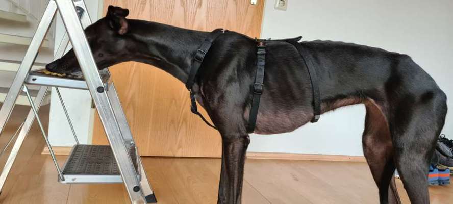 Wie sitzt mein Geschirr?-Beitrag-Bild