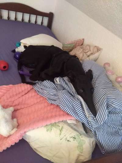 Windhunde - Treffen der besonderen Schönheiten
HERZLICH WILLKOMMEN-Beitrag-Bild