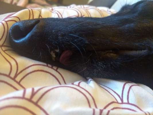 Windhunde - Treffen der besonderen Schönheiten
HERZLICH WILLKOMMEN-Beitrag-Bild