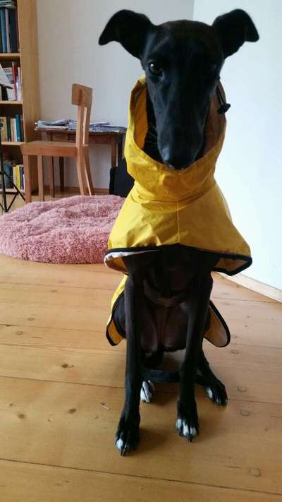 Hundekleidung - Top oder Flop-Beitrag-Bild