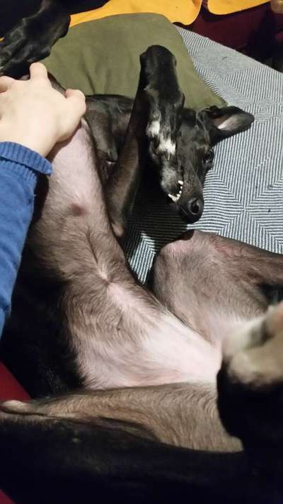 Zeigt her Eure Futternäpfe-Beitrag-Bild