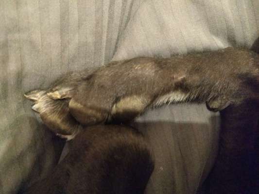 Windhunde - Treffen der besonderen Schönheiten
HERZLICH WILLKOMMEN-Beitrag-Bild