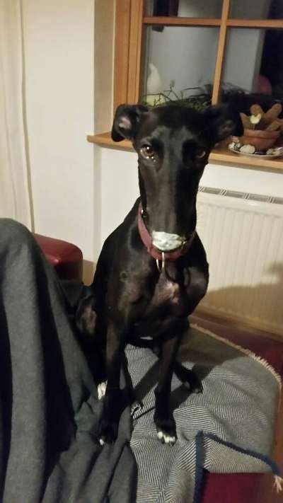 Zeigt her Eure Futternäpfe-Beitrag-Bild