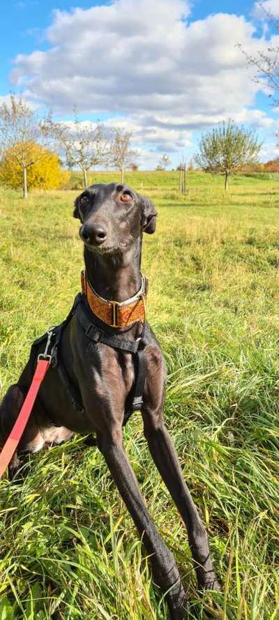 Windhunde - Treffen der besonderen Schönheiten
HERZLICH WILLKOMMEN-Beitrag-Bild