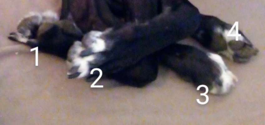 Windhunde - Treffen der besonderen Schönheiten
HERZLICH WILLKOMMEN-Beitrag-Bild