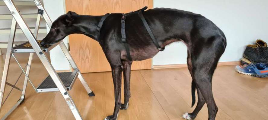 Wie sitzt mein Geschirr?-Beitrag-Bild