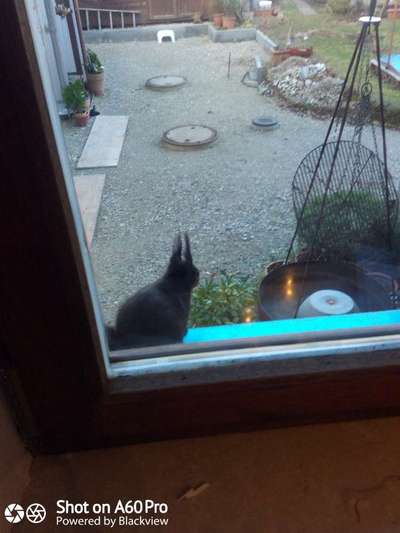 Windhunde - Treffen der besonderen Schönheiten
HERZLICH WILLKOMMEN-Beitrag-Bild