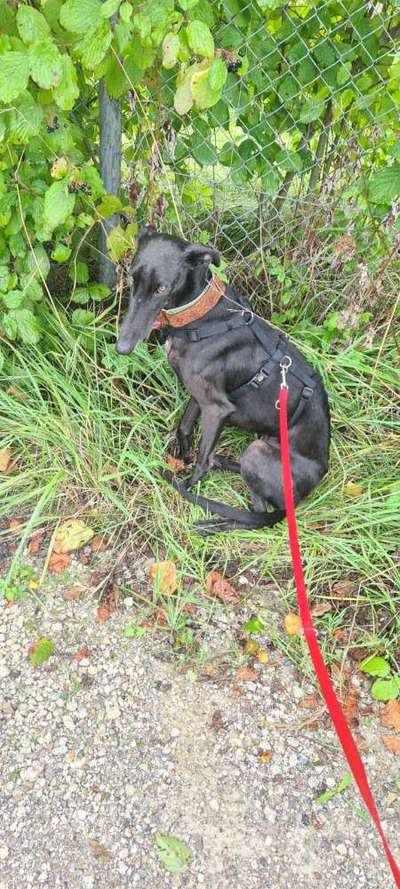 Dogorama Photo Challenge - Regenwetter-Beitrag-Bild