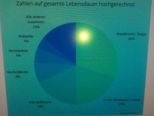 Windhunde - Treffen der besonderen Schönheiten
HERZLICH WILLKOMMEN-Beitrag-Bild