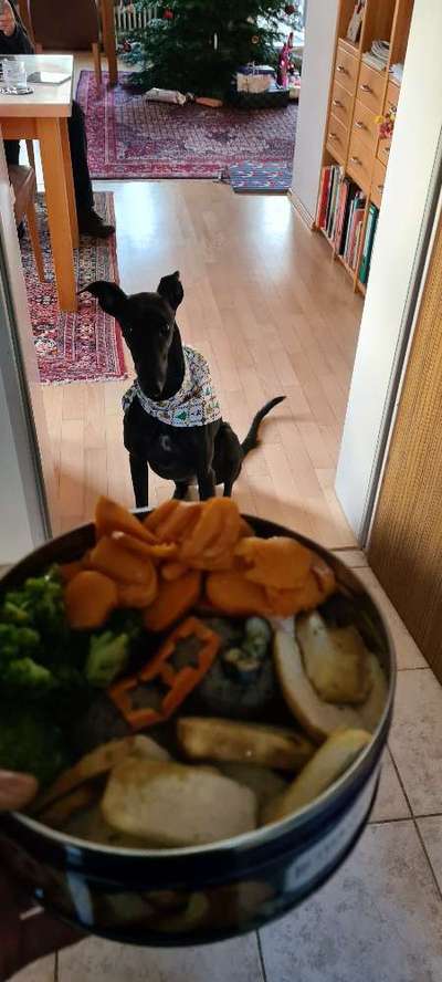 Zeigt her Eure Futternäpfe-Beitrag-Bild