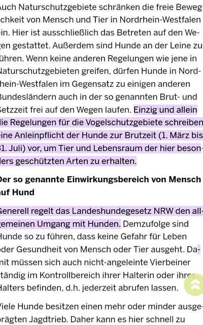 Hund ohne Leine-Beitrag-Bild