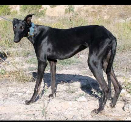 Der Gewichts-Thread-Beitrag-Bild