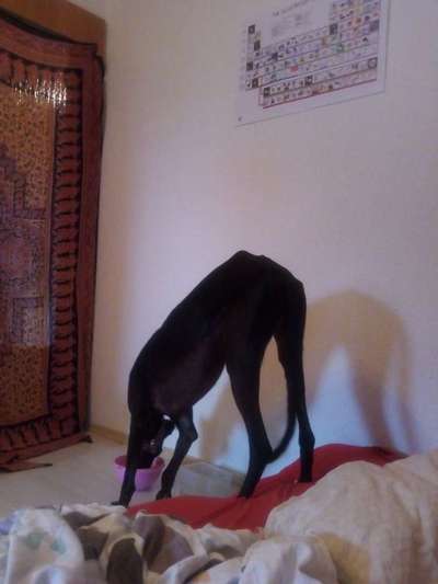 Windhunde - Treffen der besonderen Schönheiten
HERZLICH WILLKOMMEN-Beitrag-Bild