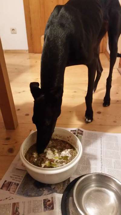 Zeigt her Eure Futternäpfe-Beitrag-Bild