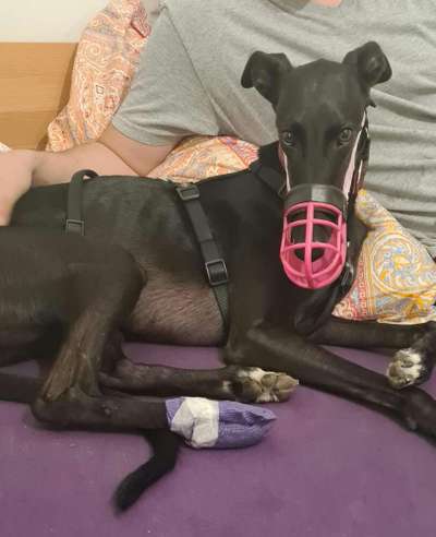 Brachycephale Hunderassen-Beitrag-Bild