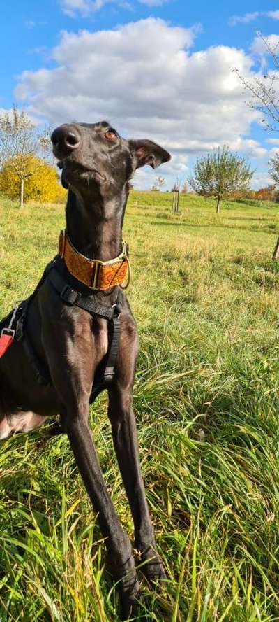 Windhunde - Treffen der besonderen Schönheiten
HERZLICH WILLKOMMEN-Beitrag-Bild