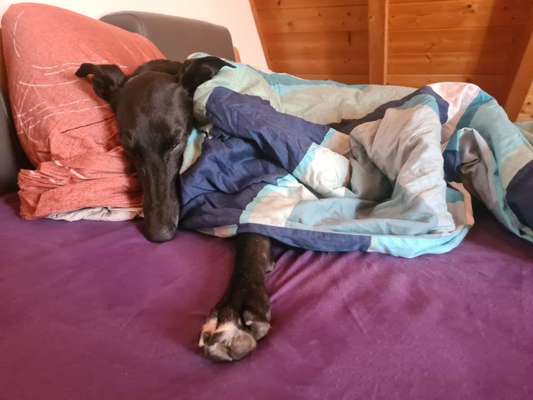 TierschutzhundeStammtisch🐕-Beitrag-Bild