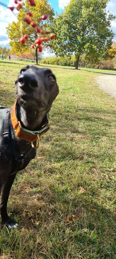 1. Fotochallenge Collagen - 4 Jahreszeiten-Beitrag-Bild