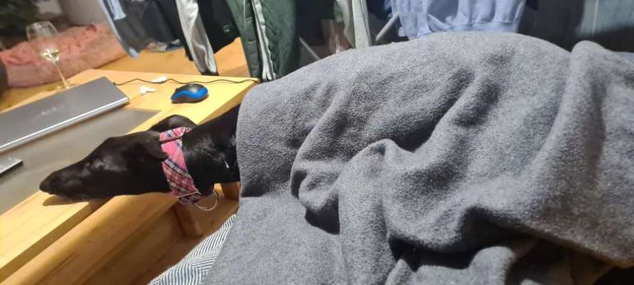 TierschutzhundeStammtisch🐕-Beitrag-Bild