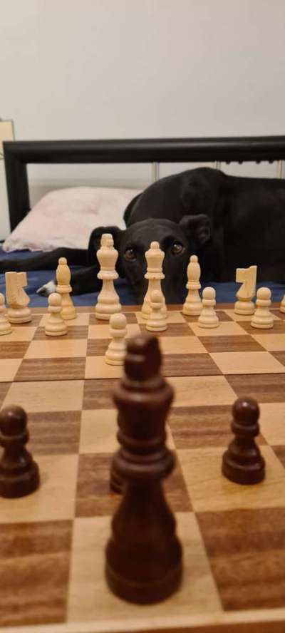 Windhunde - Treffen der besonderen Schönheiten
HERZLICH WILLKOMMEN-Beitrag-Bild