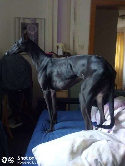 Der Gewichts-Thread-Beitrag-Bild