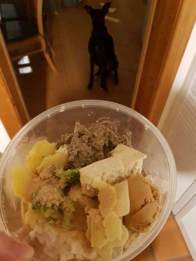 Zeigt her Eure Futternäpfe-Beitrag-Bild