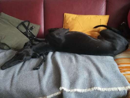 Windhunde - Treffen der besonderen Schönheiten
HERZLICH WILLKOMMEN-Beitrag-Bild