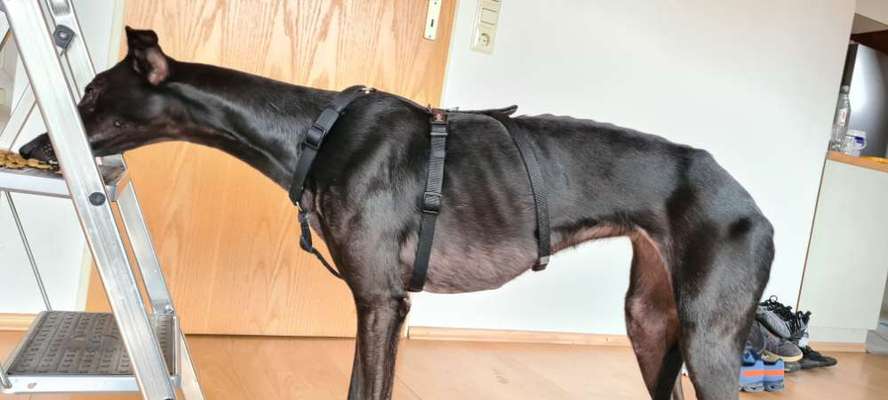 Wie sitzt mein Geschirr?-Beitrag-Bild