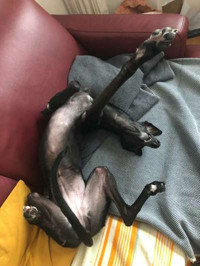 Windhunde - Treffen der besonderen Schönheiten
HERZLICH WILLKOMMEN-Beitrag-Bild