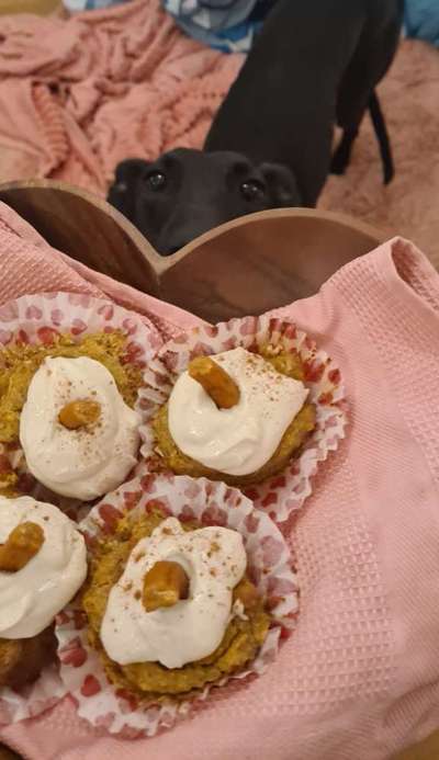 Windhunde - Treffen der besonderen Schönheiten
HERZLICH WILLKOMMEN-Beitrag-Bild