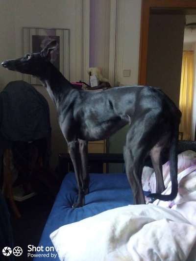 Windhunde - Treffen der besonderen Schönheiten
HERZLICH WILLKOMMEN-Beitrag-Bild