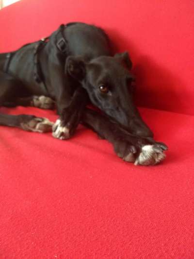 Hund aus dem Spanischen Tierschutz-Beitrag-Bild