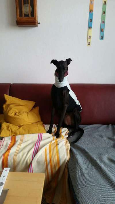 Hundekleidung - Top oder Flop-Beitrag-Bild