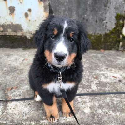 Berner Sennen-Beitrag-Bild