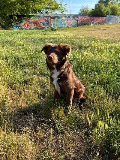 Hundetreffen-Spiel oder Gassirunde-Bild