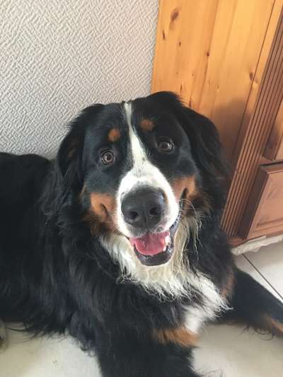 Berner Sennen-Beitrag-Bild