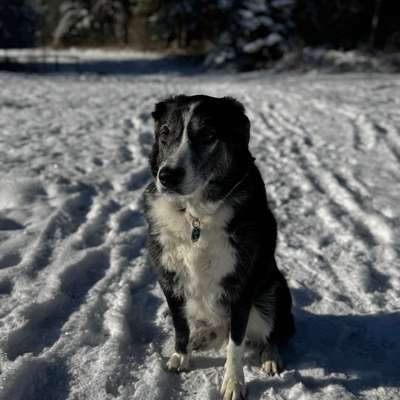 Hundetreffen-Gemeinsam die Welt entdecken-Bild