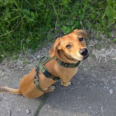 TierschutzhundeStammtisch🐕-Beitrag-Bild