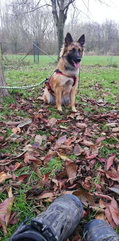 Harzer Fuchs-Beitrag-Bild