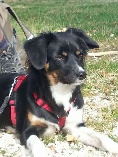 Mischlinge raten - Rätselspaß-Beitrag-Bild