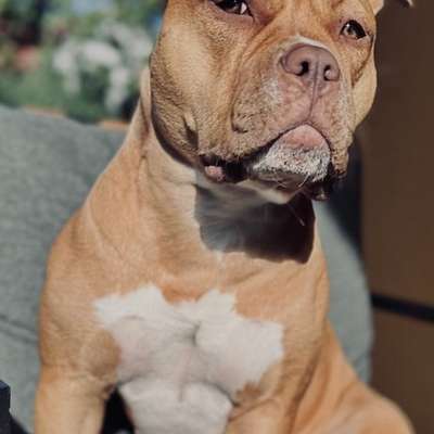 Hundetreffen-Spiel und Sozialisierungspartner-Bild