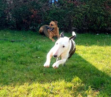 FOTO CHALLENGE 77 - Dein Hund im Spiel-Beitrag-Bild