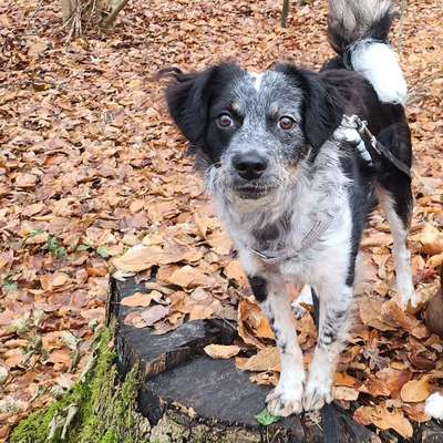 Hundetreffen-Übungs- und Spielepartner-Bild