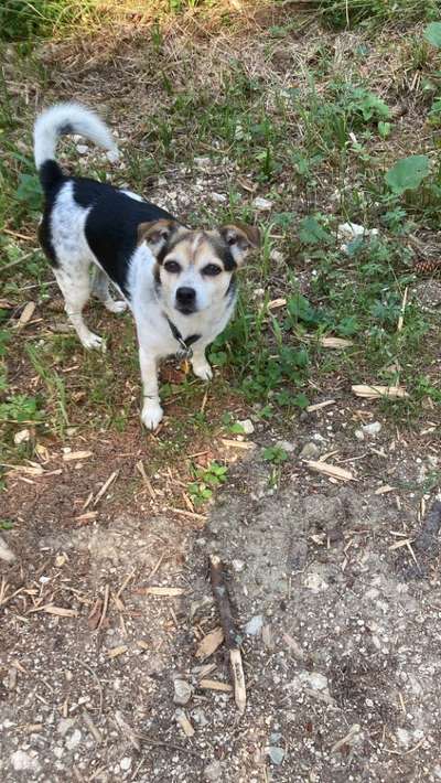 Mischlinge raten - Rätselspaß-Beitrag-Bild