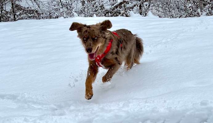 Dogorama Photo Challenge - Winterstimmung-Beitrag-Bild