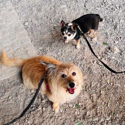 Hundetreffen-Gemeinsame Spaziergänge-Bild