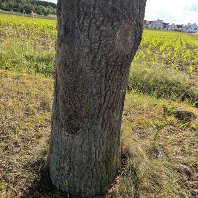 Giftköder-Eichenprozessionsspinner-Bild