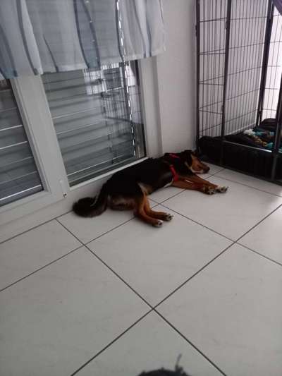 Appenzeller Sennenhunde-Beitrag-Bild